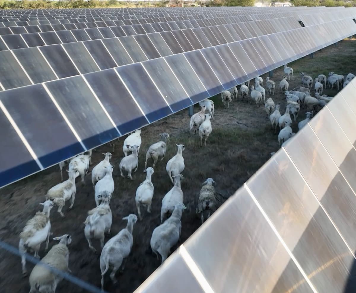 Solar Ranching